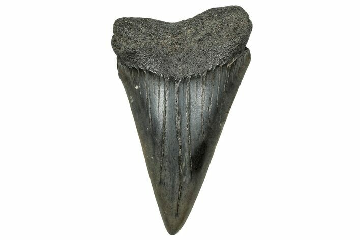 Huge, Fossil Broad-Toothed Mako Tooth - South Carolina #329106